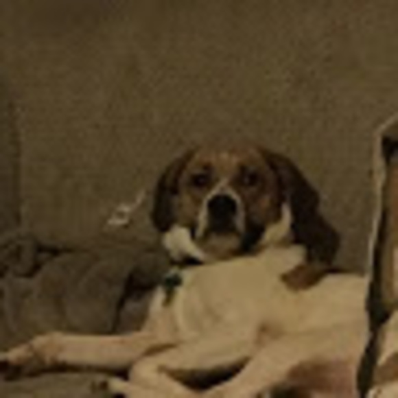 Meet your Posher, Veronica - Picture 1 of 1